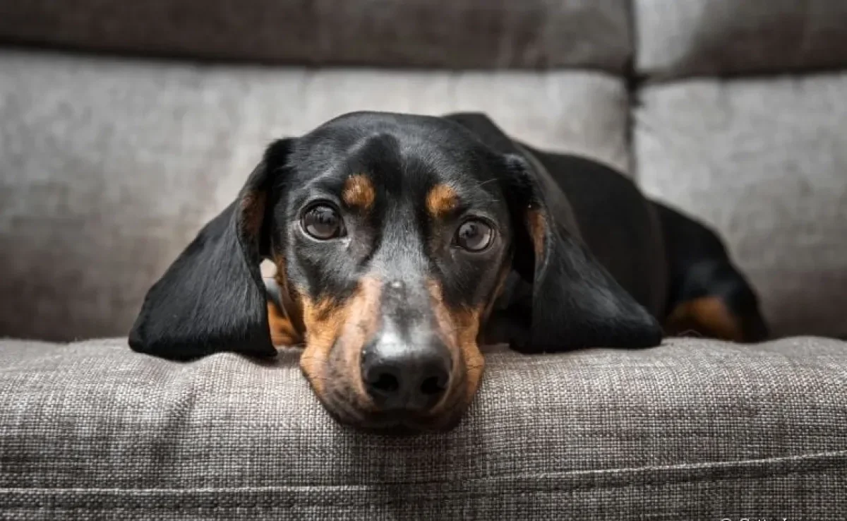 Cachorro vomitando no tapete ou no sofá? Saiba como limpar sem deixar rastros
