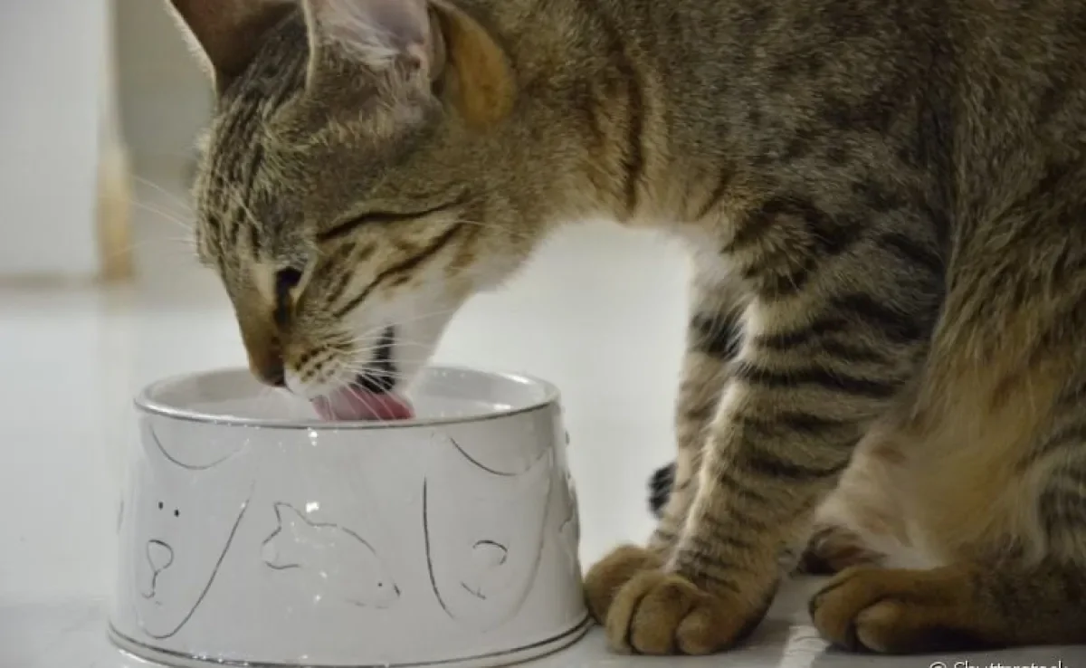 É preciso ficar atento se o gato bebe água suficiente para se manter hidratado