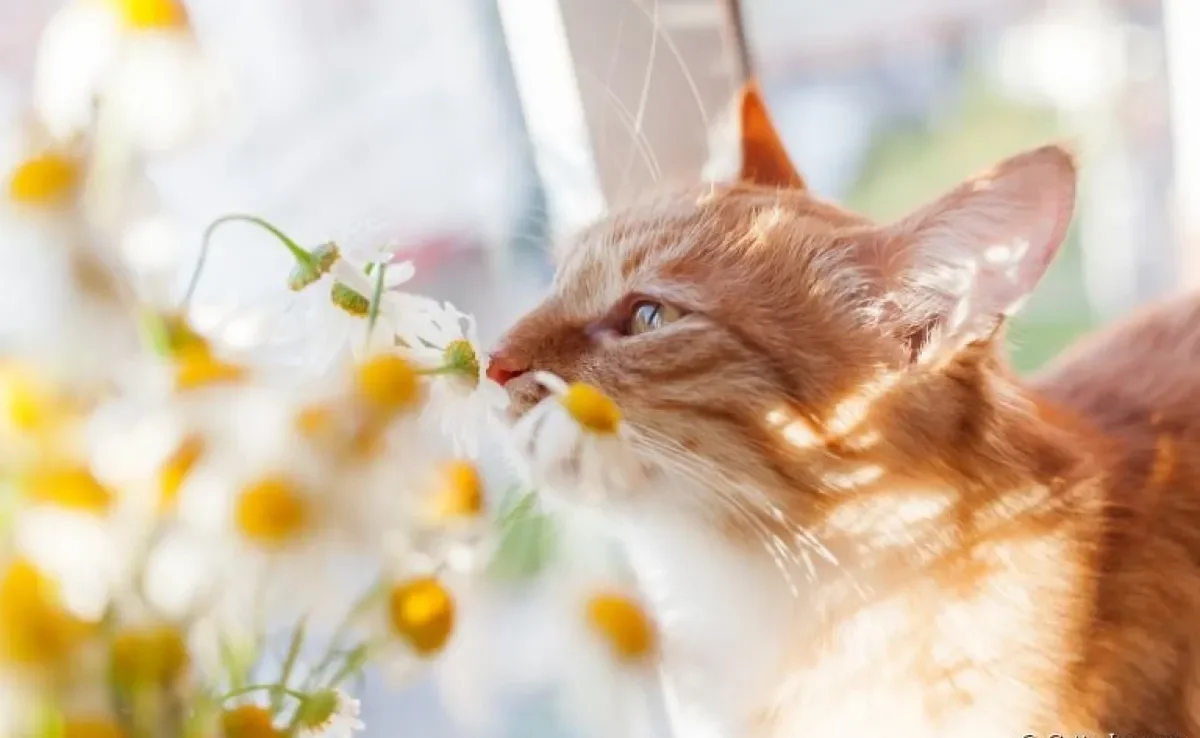 A camomila é uma das flores não-tóxicas para gatos. Veja outras opções indicadas para decorar uma casa com felinos!