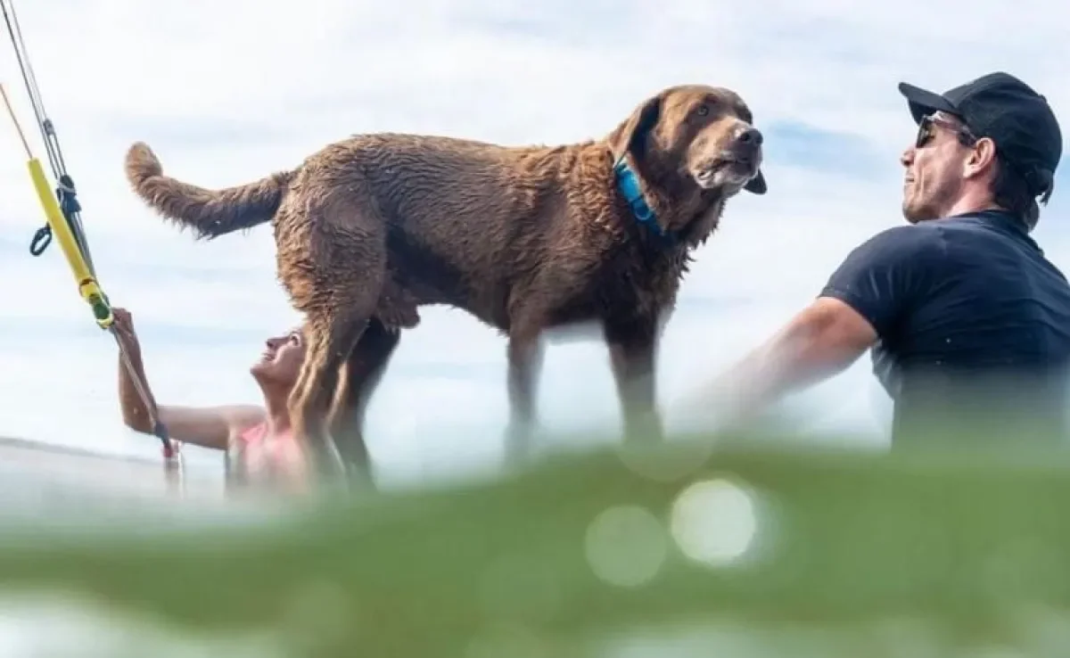 Cachorro surfista: conheça Bono, o cãozinho que é pentacampeão mundial de surf