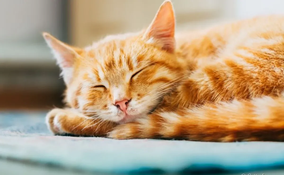 Tapete gelado para gatos: conheça mais sobre acessório que ajuda a aliviar o calor dos felinos
