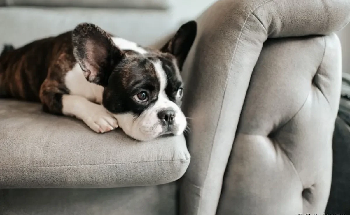 Verme em cachorro: a dirofilariose canina é uma doença bastante séria que pode comprometer a saúde dos cães
