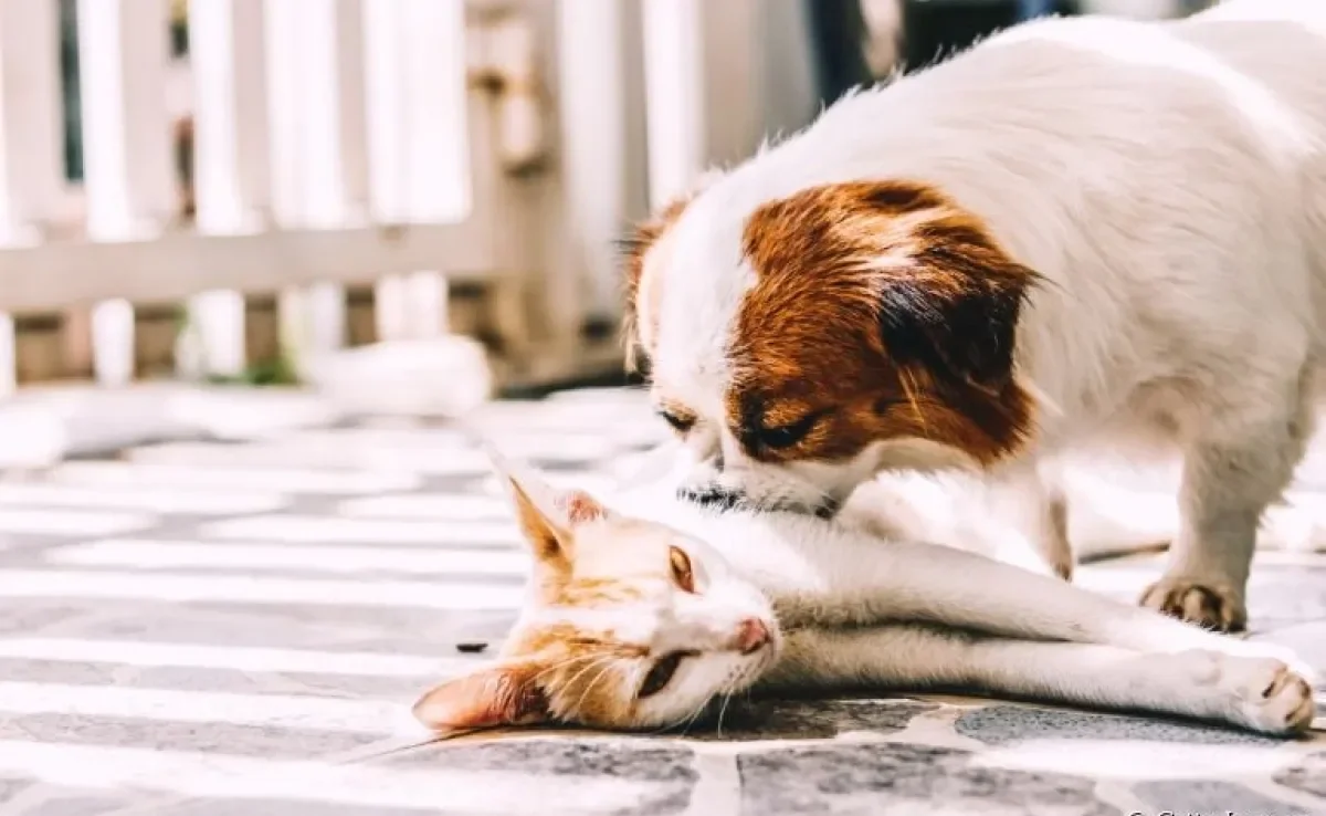 Cachorro e gato juntos: saiba quais erros devem ser evitados durante o processo de adaptação