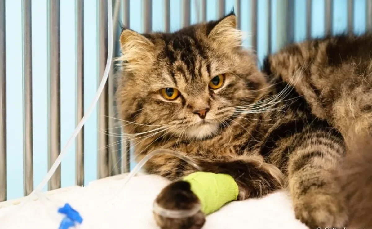 Hemodiálise em gatos: tudo o que você precisa saber sobre o procedimento