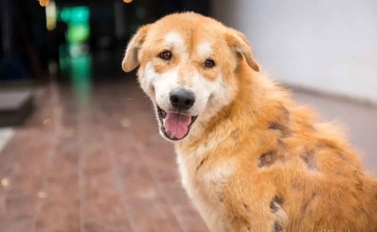 A queda de pelo em cães em regiões específicas e de forma pontual pode ser um sinal de dermatite canina