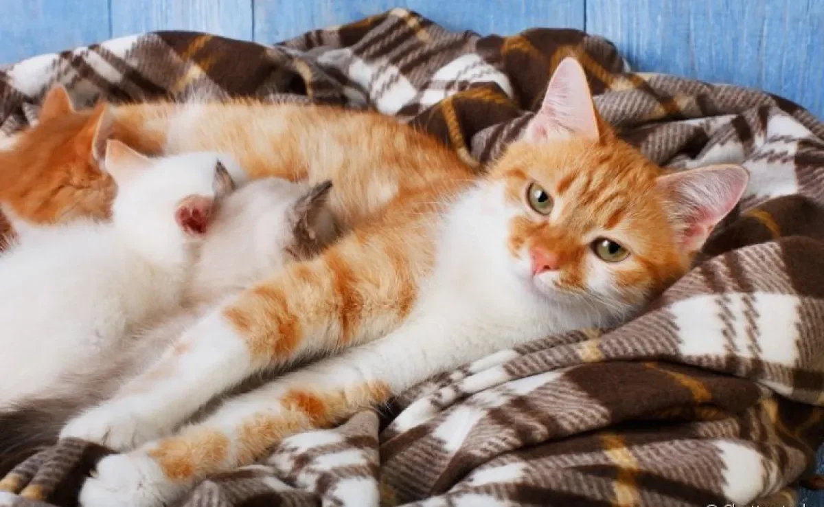 Cuidados pós parto de gato: sane todas as dúvidas sobre a amamentação felina