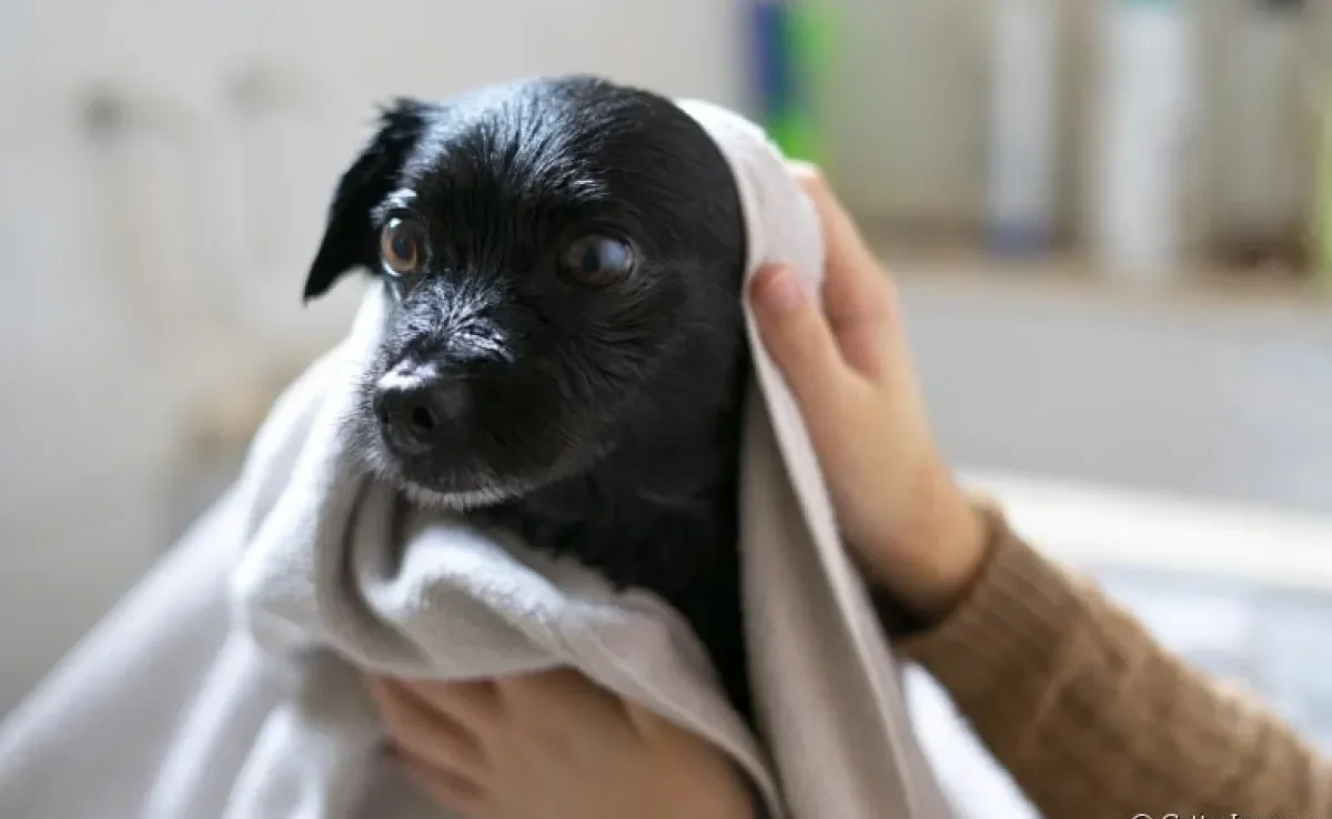 O banho em cachorro, assim como o uso de produtos específicos, é uma ótima forma de cuidar do pelo do seu amigo