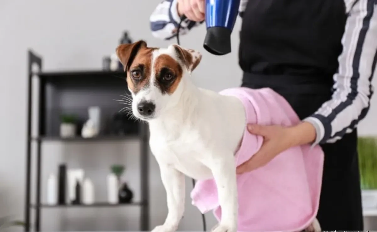 Usar o secador para secar cachorro após o banho é comum, mas será que é recomendado?