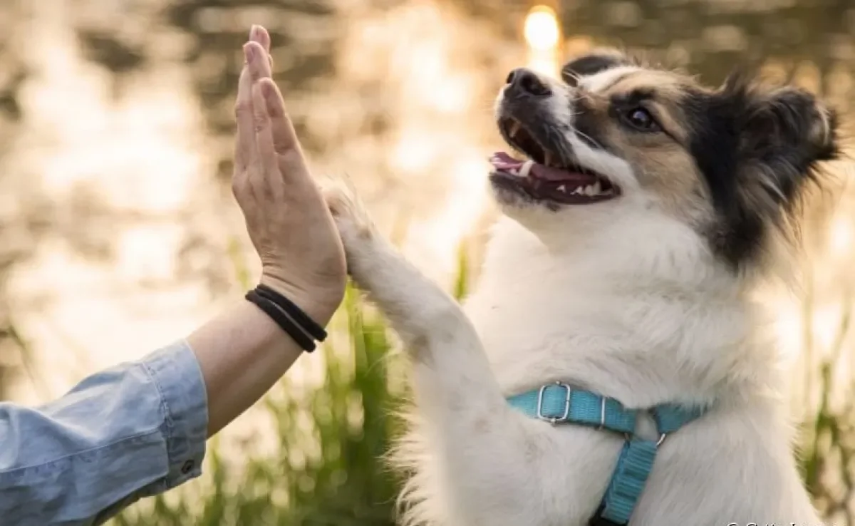 A pata de cachorro tem várias funções e pode influenciar no comportamento do animal