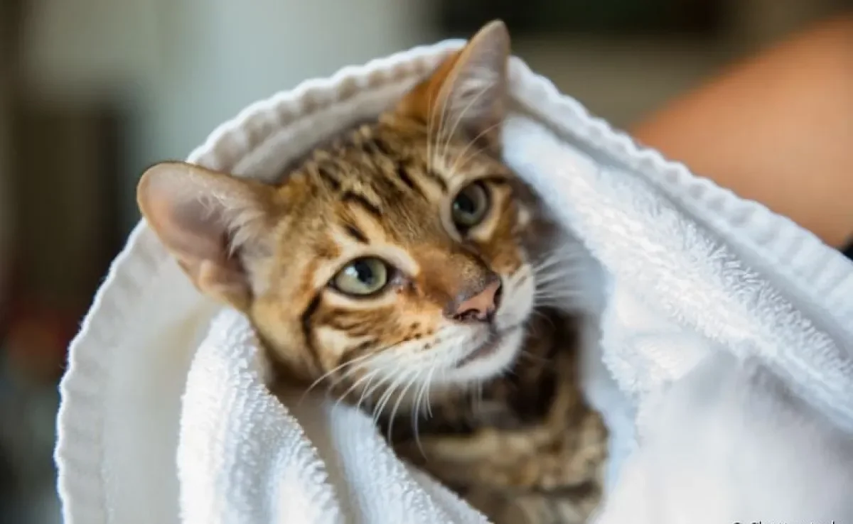 Afinal, será que pode dar banho em gato ou não? Descubra a resposta a seguir!