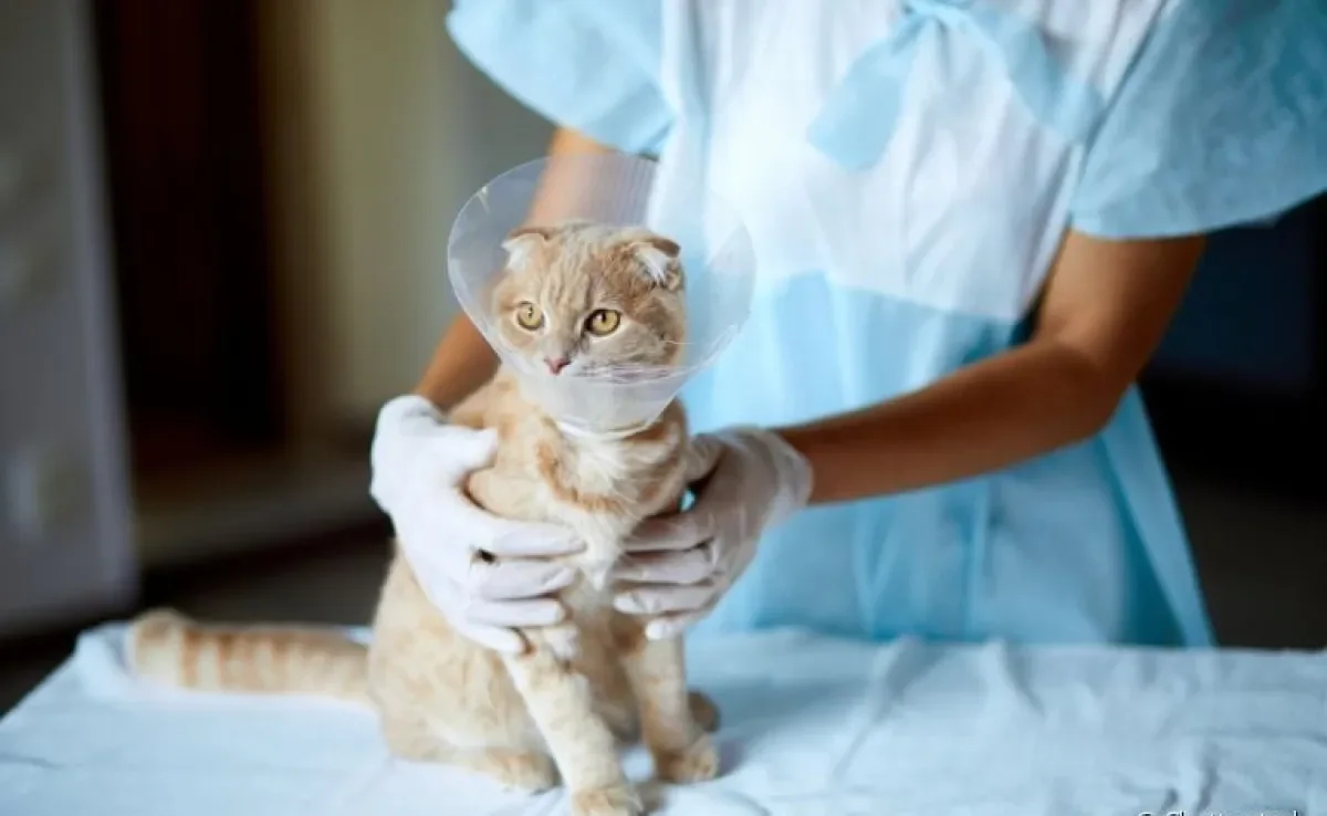 Castração de gato macho e fêmea: saiba todos os cuidados que o felino precisa ter antes da cirurgia