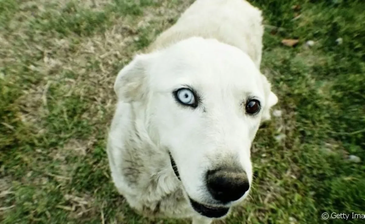 Saiba todos os cuidados que um cachorro cego precisa
