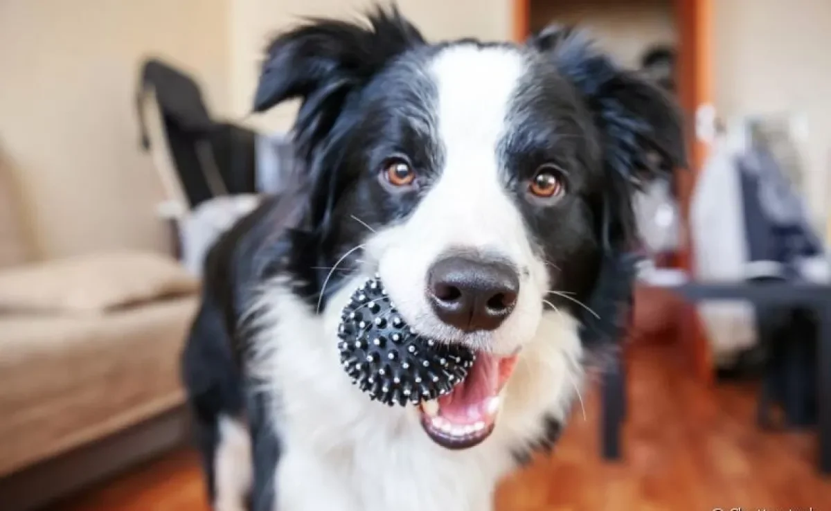 Brinquedos para cachorros destruidores: conheça algumas opções para distrair cães muito agitados