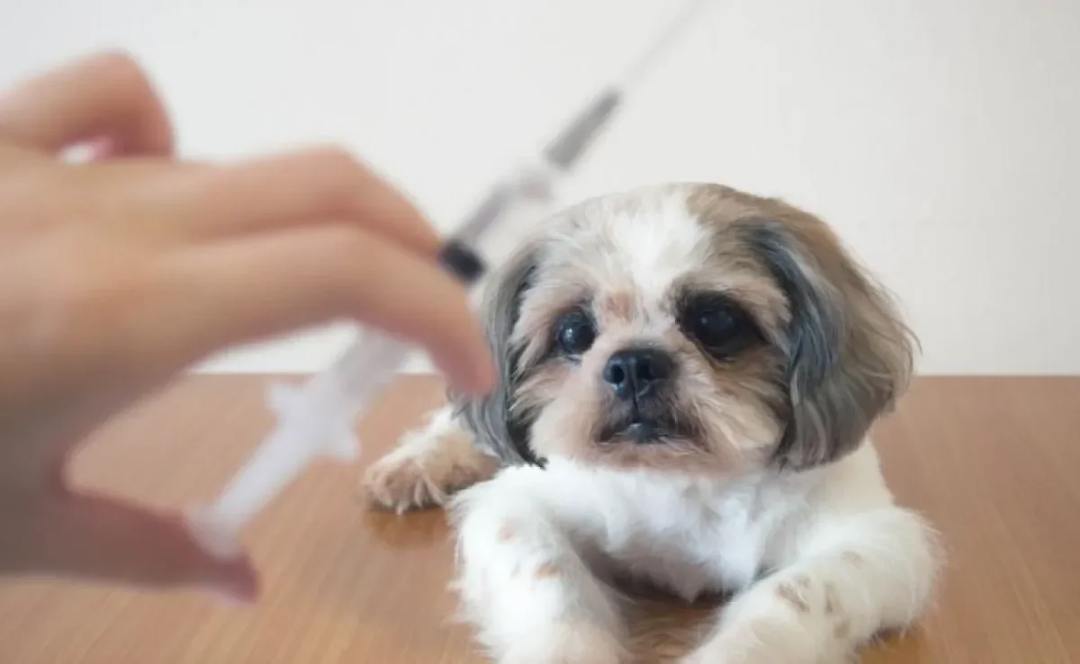 Diabetes em cachorro: insulina é a única opção de tratamento? Que outros cuidados são necessários?