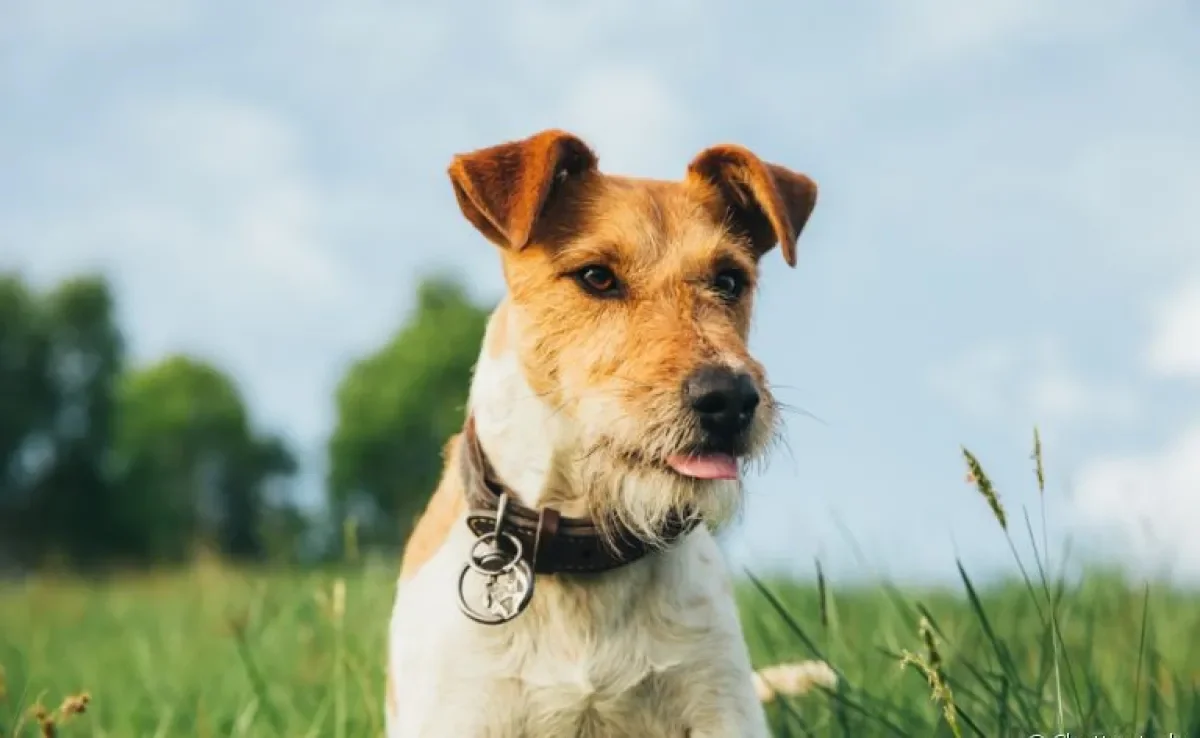 O Fox Terrier é um cãozinho que tem tudo para fazer você se apaixonar!