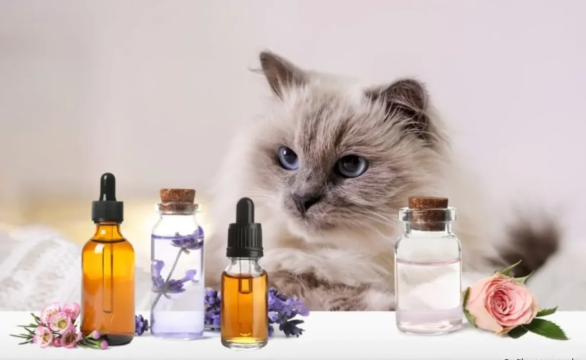 O olfato de gato é bem sensível e é importante ter muita atenção com a escolha da fragrância do perfume