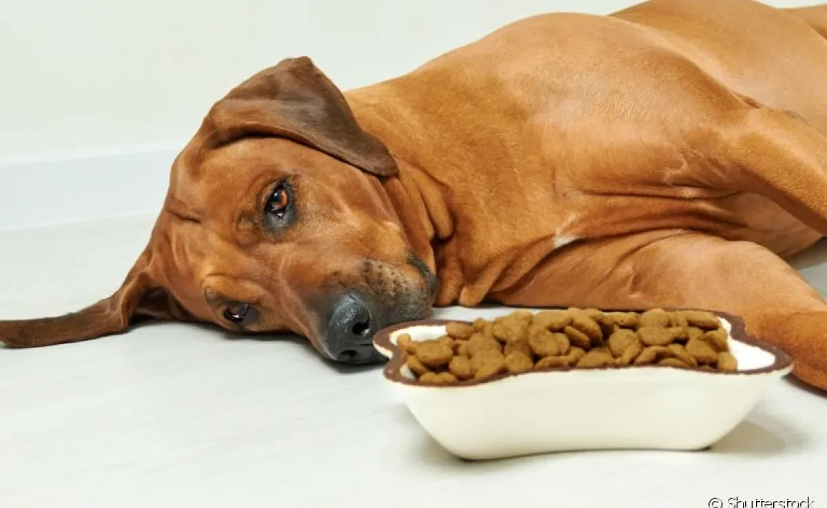 Sistema digestivo canino: conheça algumas doenças que podem afetar a saúde do cachorro