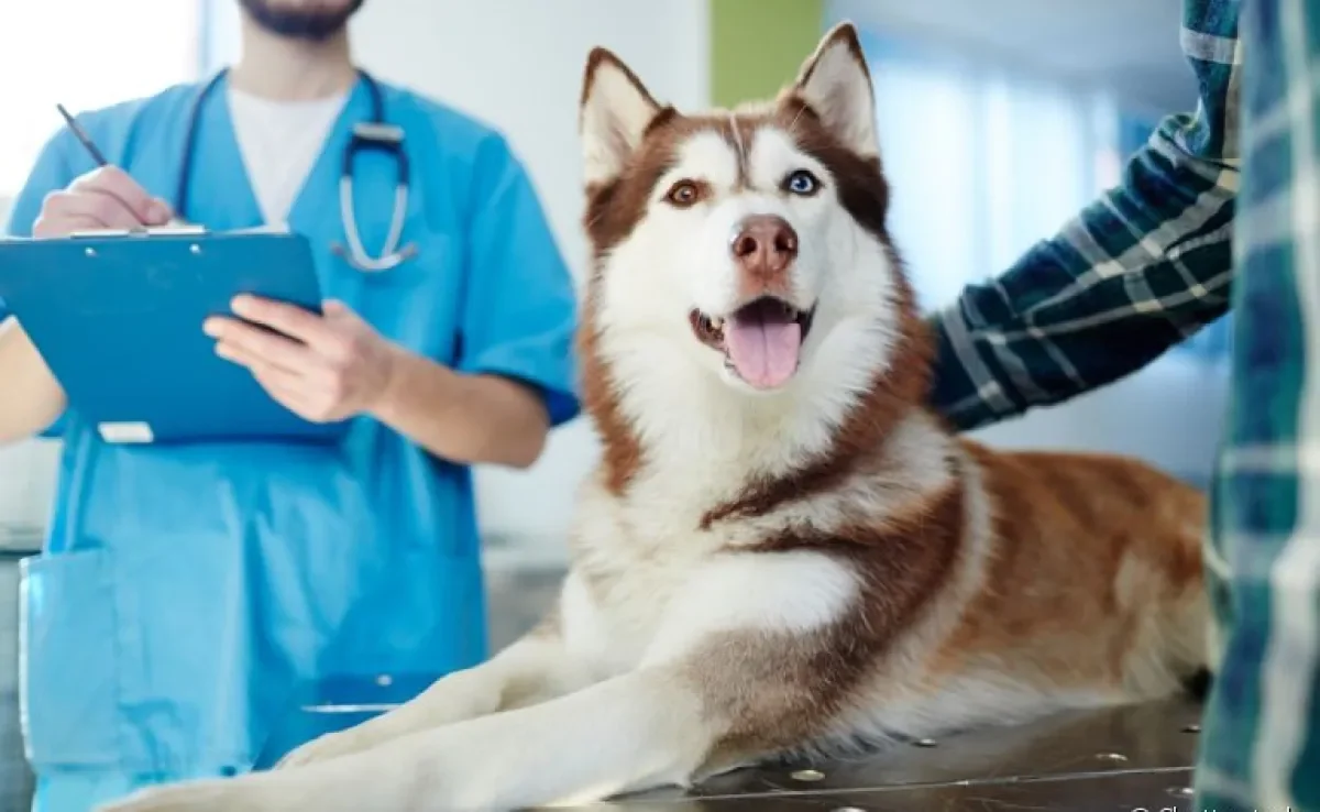 Veterinário de cachorro: veja quanto custa, em média, uma consulta para o seu cãozinho