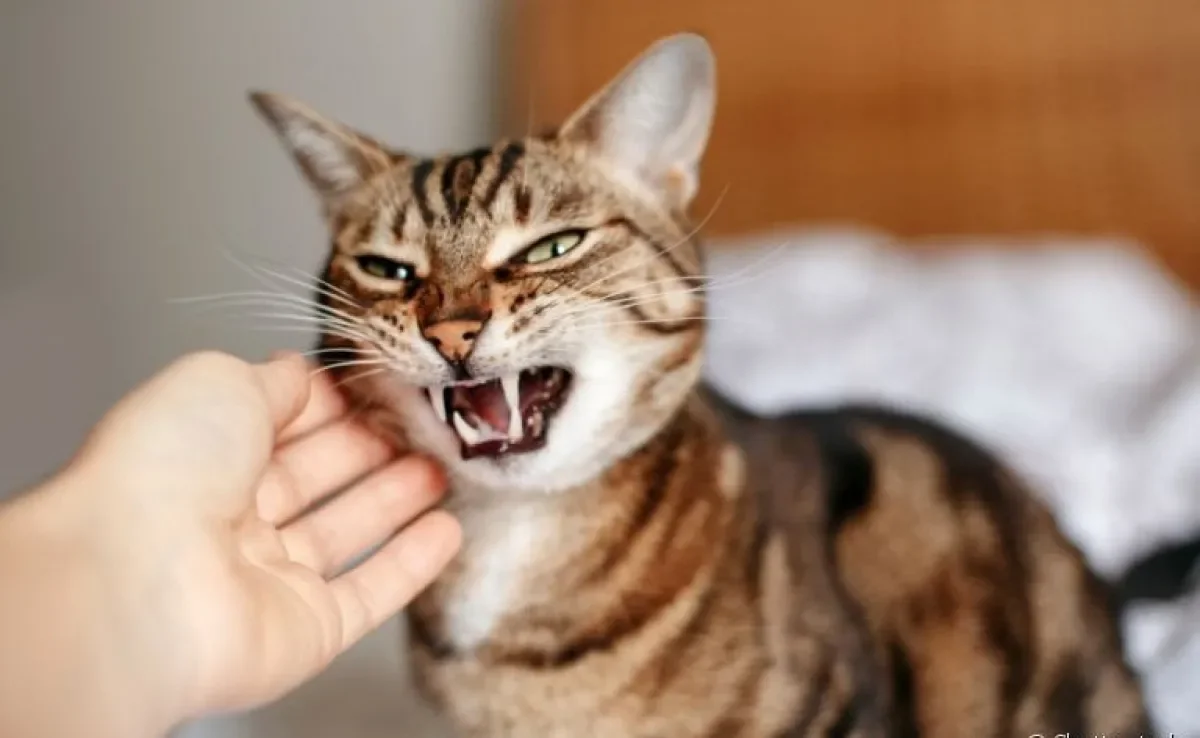 Entenda mais sobre os sinais da h iperestesia felina 