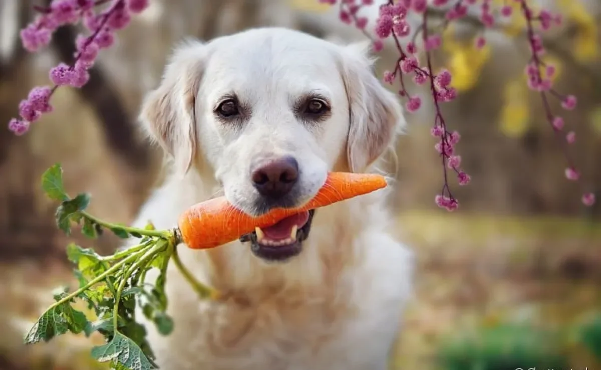 É importante saber os legumes que cachorro não pode comer para evitar problemas
