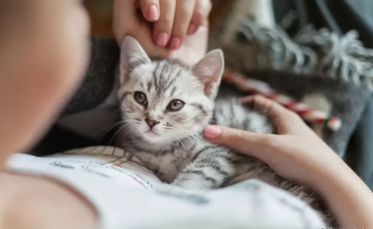 O amor de gato é capaz de mudar a nossa vida. Veja alguns motivos para ter um gatinho do seu lado!