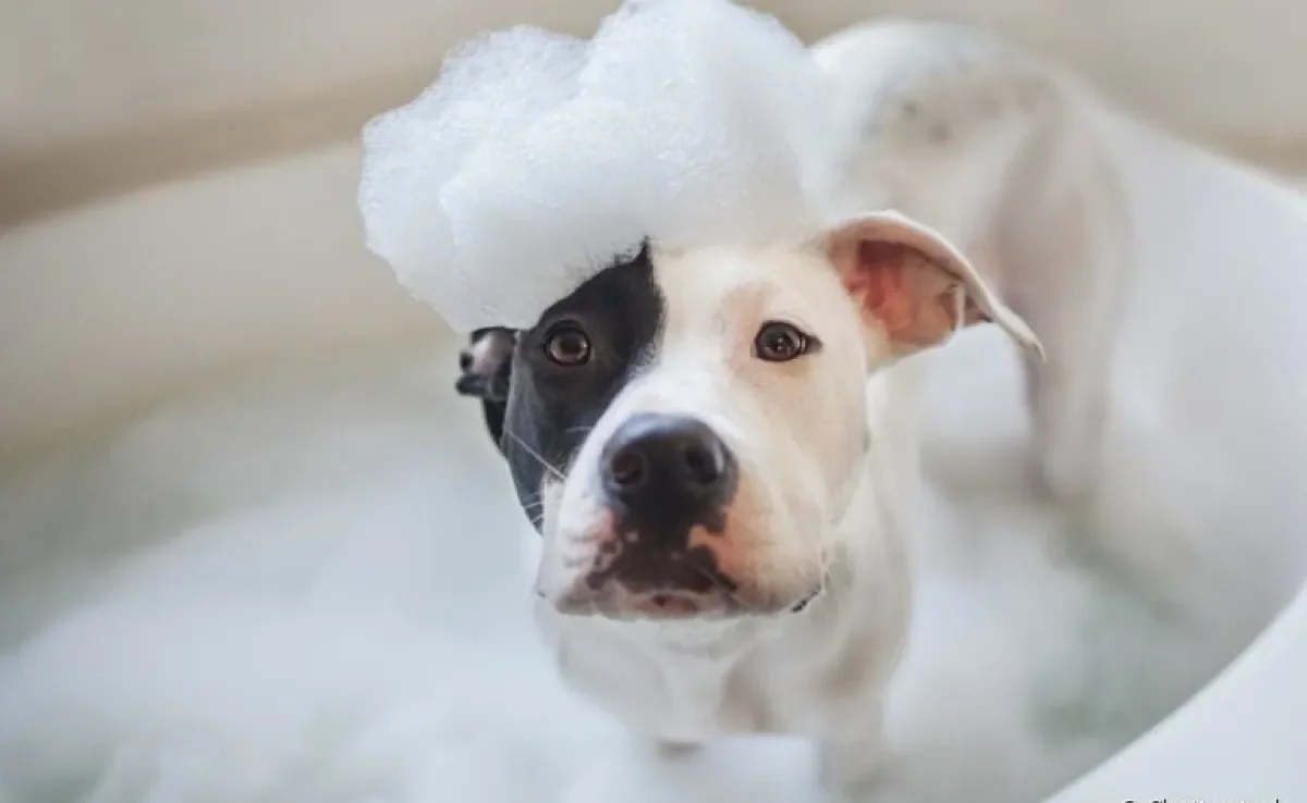O banho de cachorro é um momento super importante na rotina de cuidados com um pet