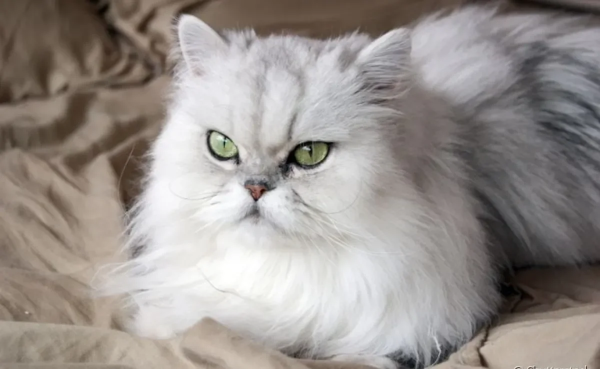 O gato Persa pode sofrer com vários problemas de saúde, principalmente os de origem hereditárias