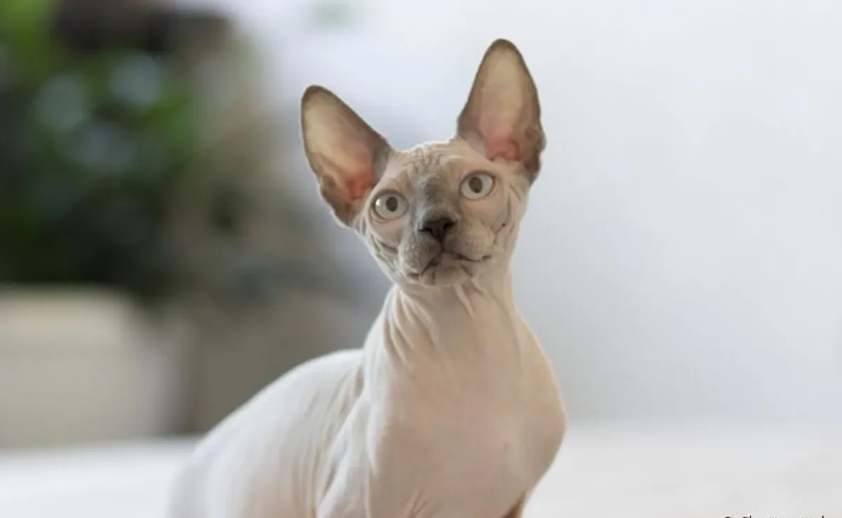 Sphynx: o gato sem pelo tem um jeitinho pra lá de especial. Saiba mais sobre a personalidade da raça