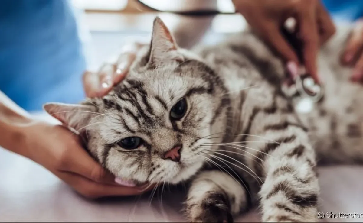 A pneumonia em gatos pode ter várias causas e evolui rapidamente se não for tratada