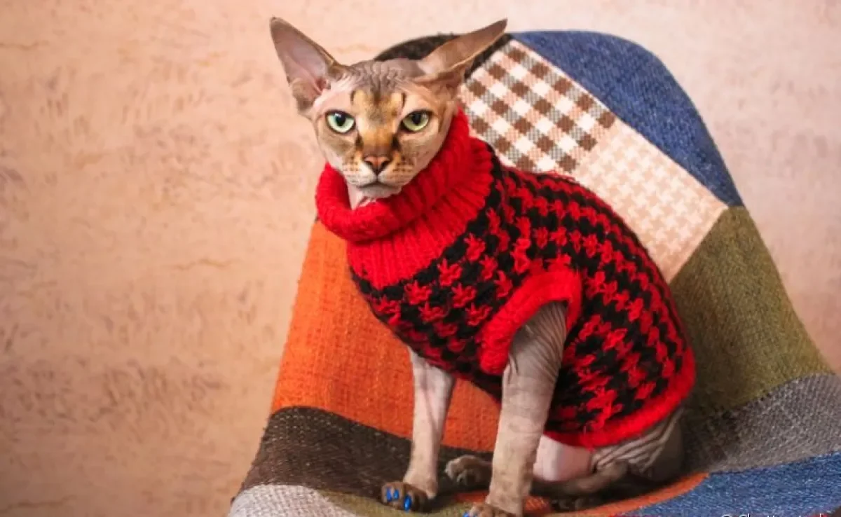 Roupa de frio para gato: moletom e casacos ajudam a manter o pet quentinho
