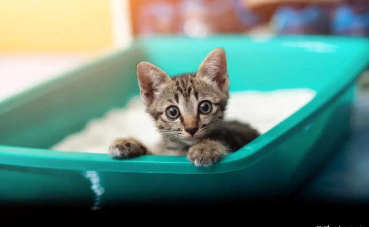A caixa de areia para gatos é um item obrigatório para se ter em casa. Veja outros produtos indispensáveis