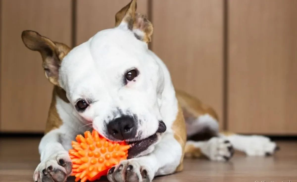 Entenda o fascínio dos cães pelos brinquedo que fazem barulho