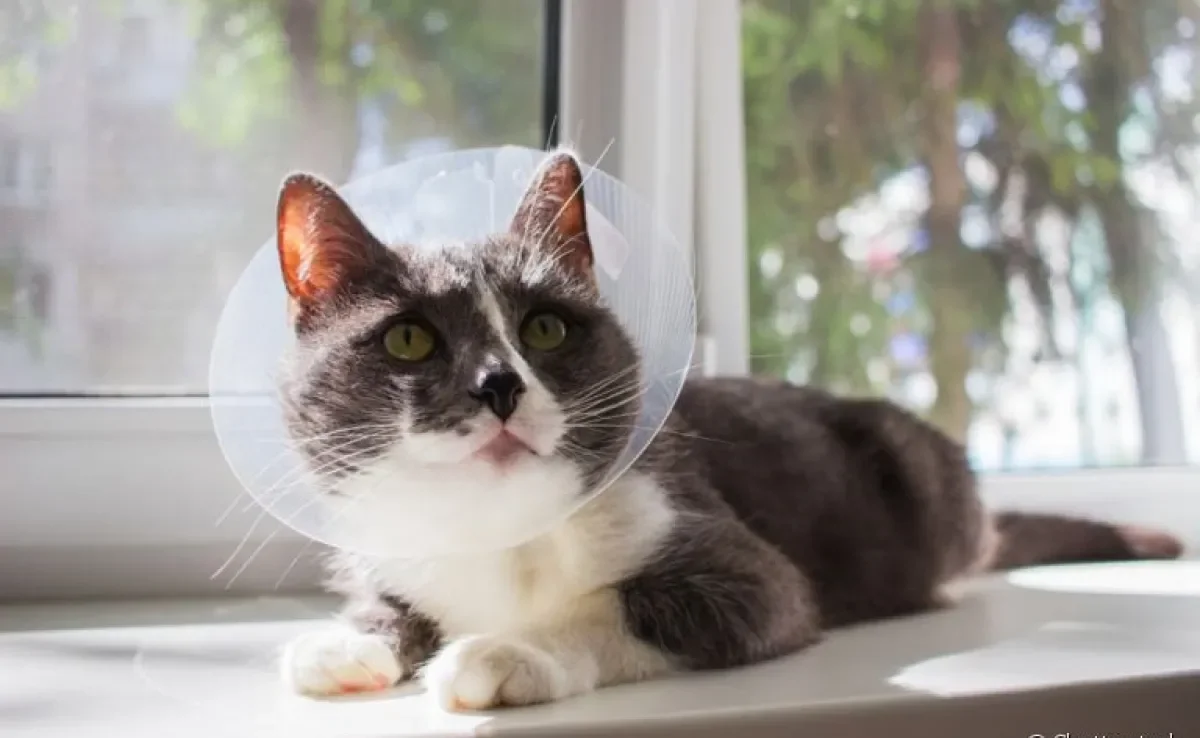  A cirurgia de castração de gato macho é simples e rápida, mas traz diversos benefícios para o animal 