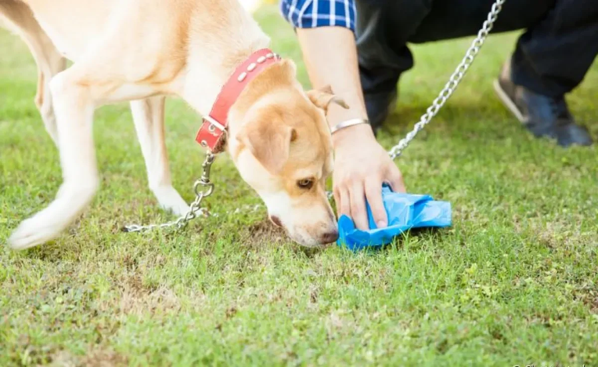 Cachorro comendo fezes? Saiba como acabar com a coprofagia canina