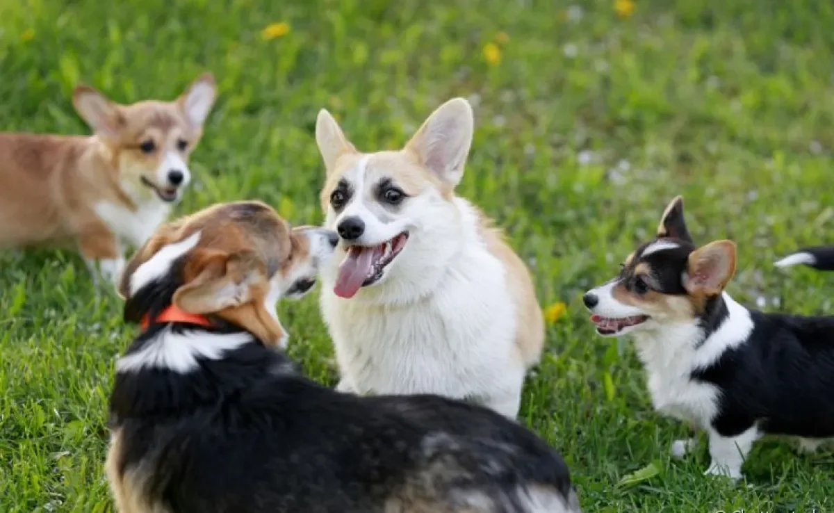 Entenda mais sobre a linguagem canina e como os doguinhos se comunicam