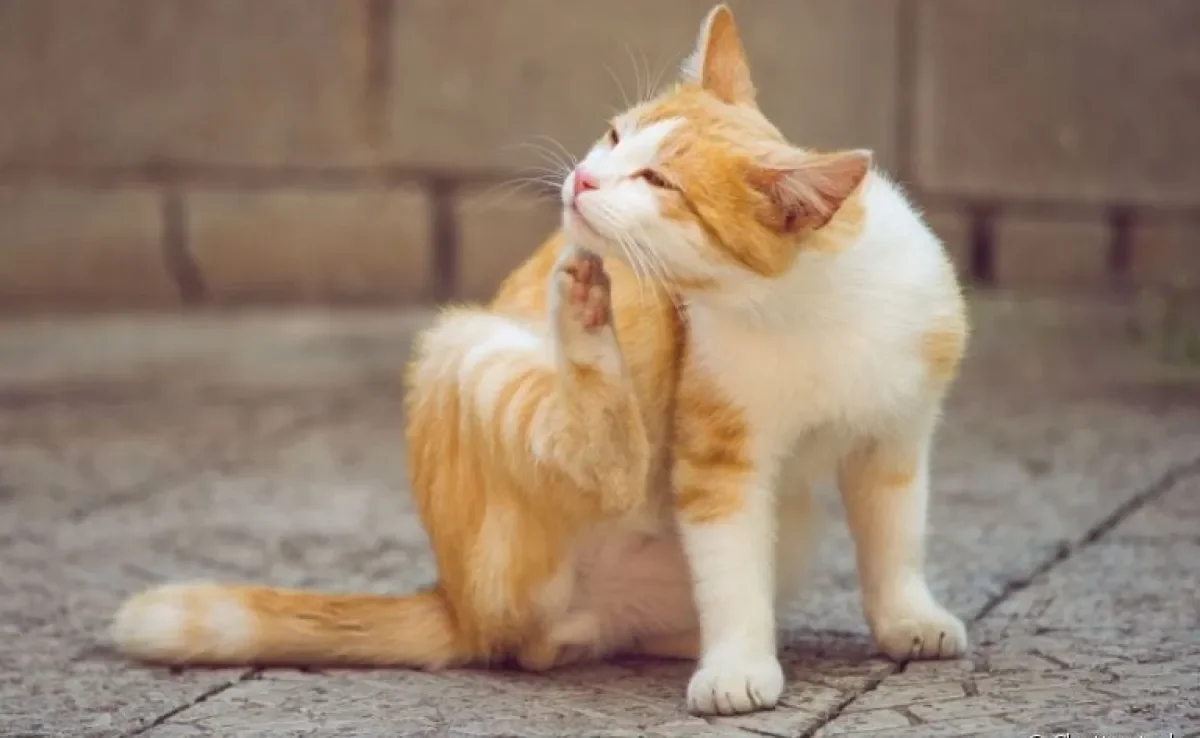 Entenda como os carrapatos e pulgas em gatos afetam a saúde e bem-estar do animal