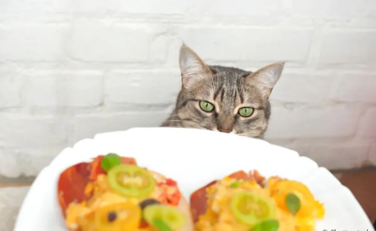 Você sabe o que gato não pode comer? Veja 5 coisas que nunca devem ser oferecidas para os felinos