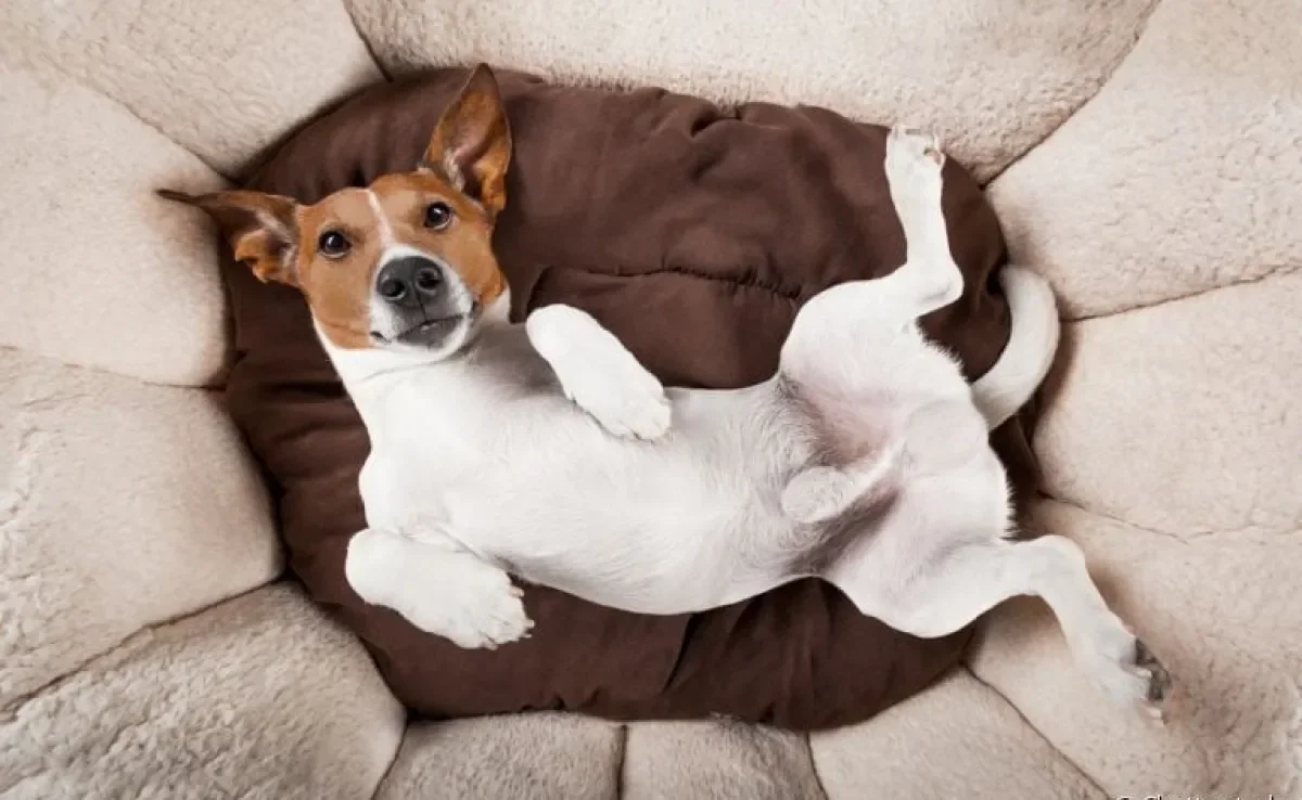 Em alguns casos, a barriga do cachorro fazendo barulho pode significar problemas de saúde