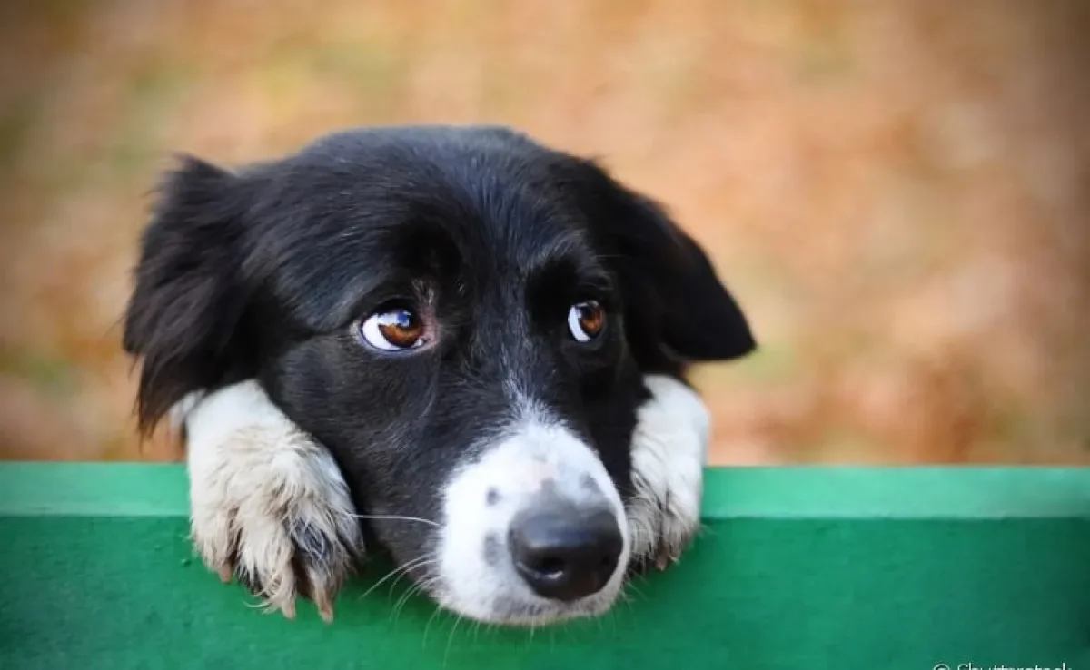 Berne em cachorro: saiba mais sobre o problema demartológico e a melhor forma de tratamento