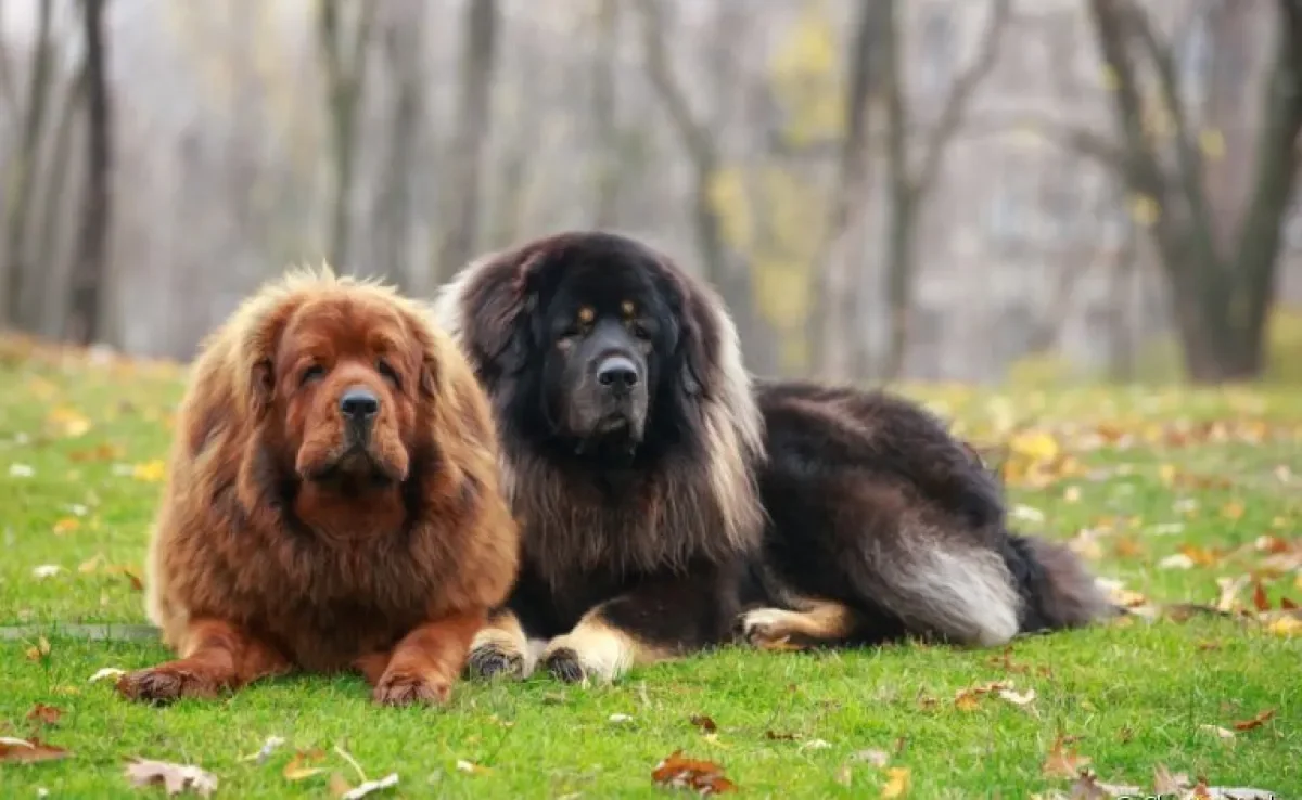 O cachorro mais caro do mundo: Mastim Tibetano é o nome da raça que leva essa fama