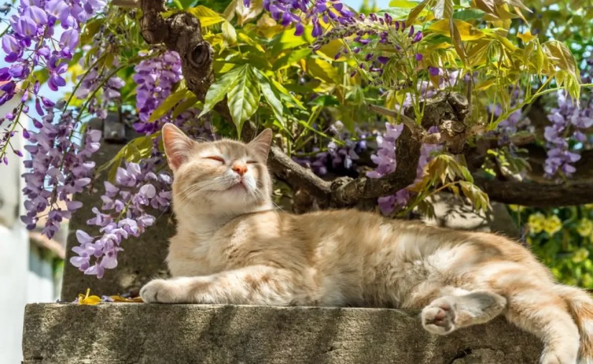 Como criar um gato em segurança no quintal: conheça dicas para seu pet ficar protegido na área externa