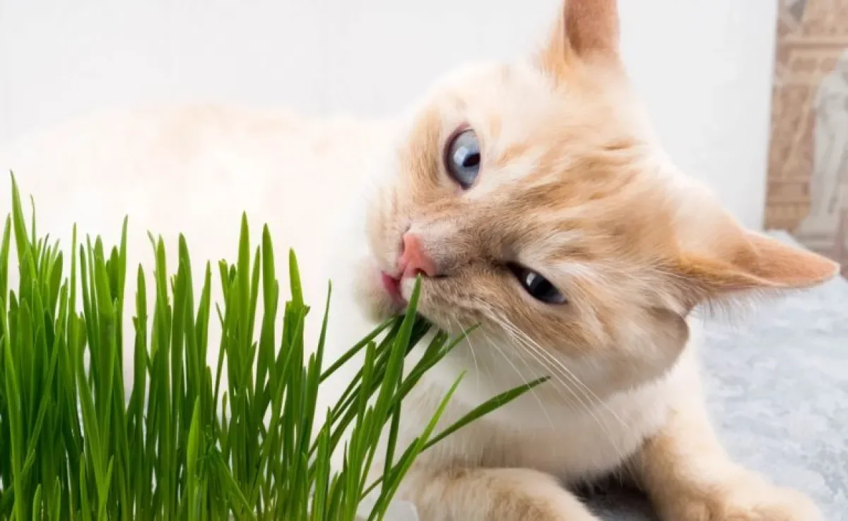 Por que gato come grama? Comportamento tem várias interpretações