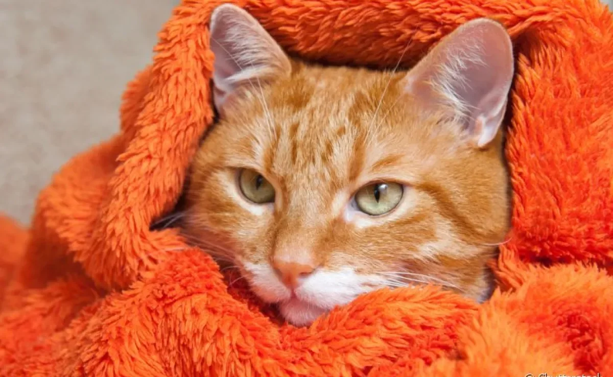 A gripe em gatos é uma preocupação nos meses mais frios do ano