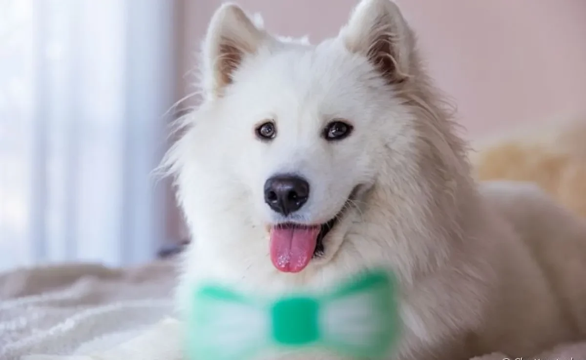 Descubra os nomes para cachorros brancos que mais combinam com o seu pet de pelagem clara