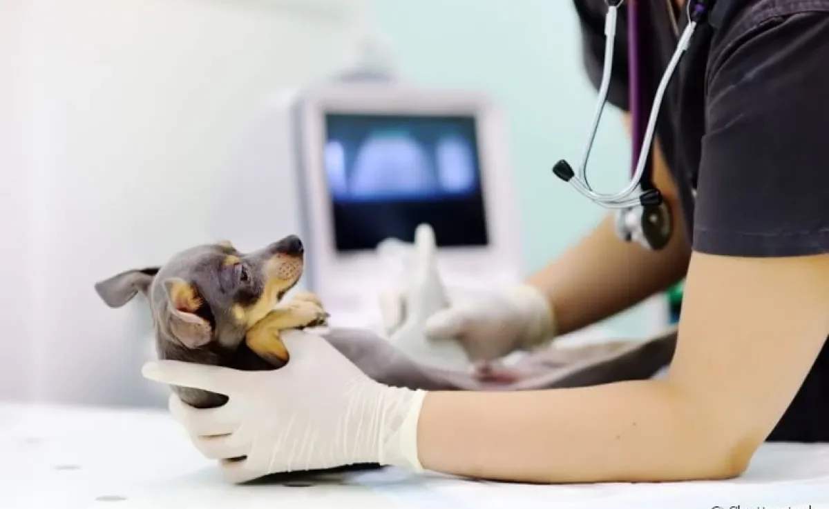 A ultrassonografia para cachorro é essencial no diagnóstico de algumas doenças