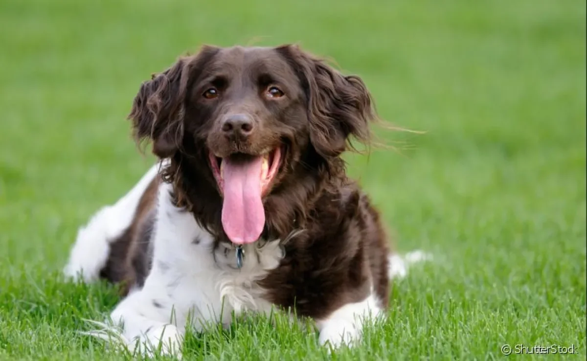 Um cachorro ofegante e inquieto pode significar problemas respiratórios