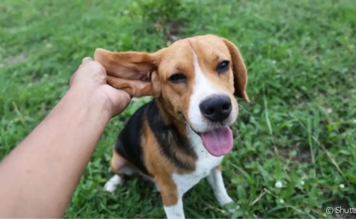 Como limpar orelha de cachorro? Caseiro ou que goste de passear, todo cãozinho precisa de cuidados na região