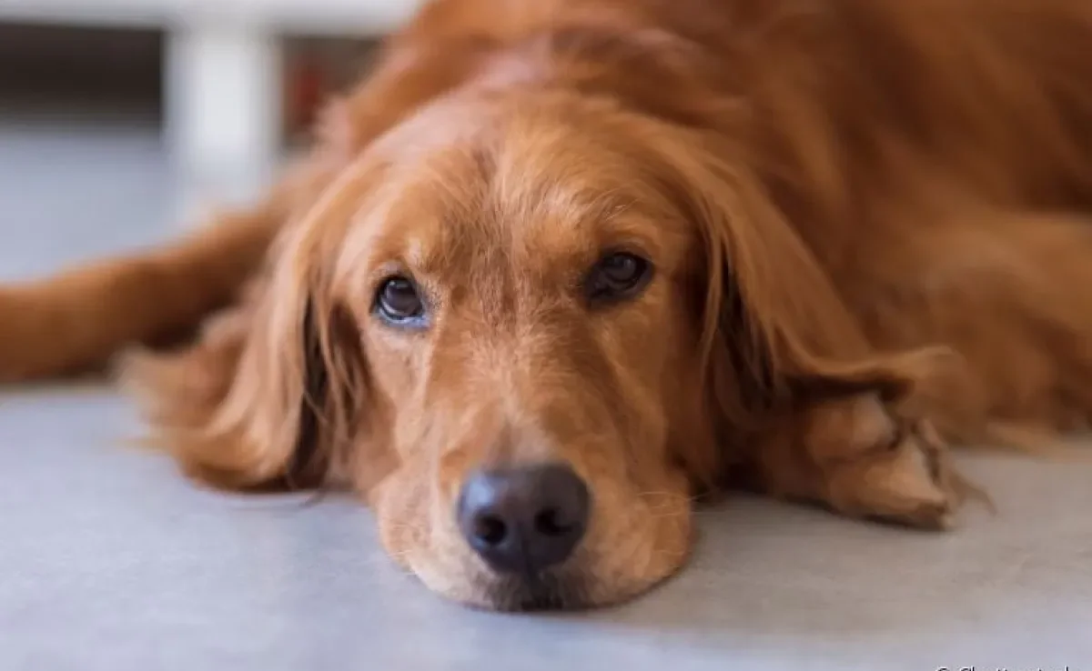 Antialérgico para cachorro: saiba quando usar o medicamento para cuidar do animal