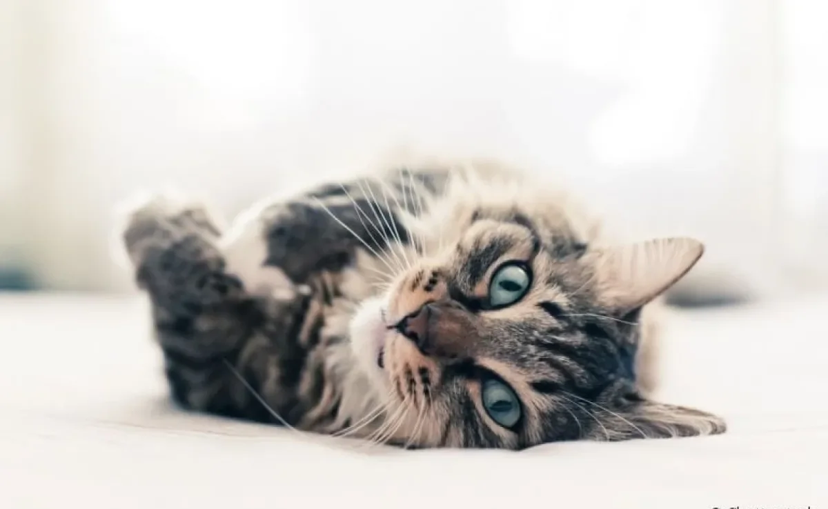 Esporotricose felina tem tratamento e cura, por isso é importante cuidar assim que perceber os primeiros sintomas.