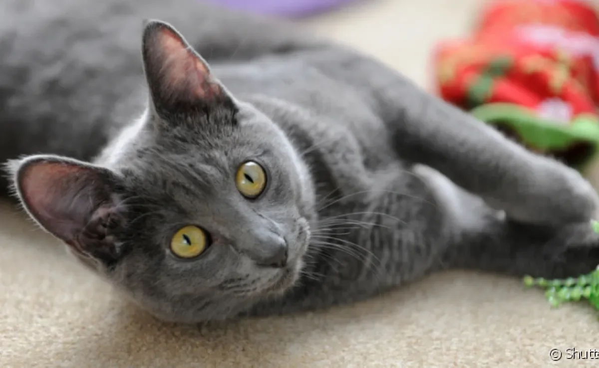 O gato cinza pode ser encontrado em várias raças e tem uma personalidade travessa